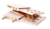 rad-wodny.png